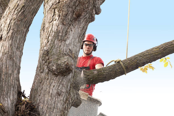 Best Commercial Tree Services  in Centerville, UT